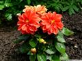 Dahlia 